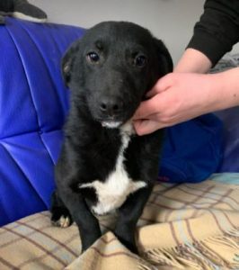 Louie a black and white Romanian rescue dog | 1 Dog at a Time Rescue UK