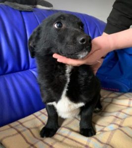Louie a black and white Romanian rescue dog | 1 Dog at a Time Rescue UK