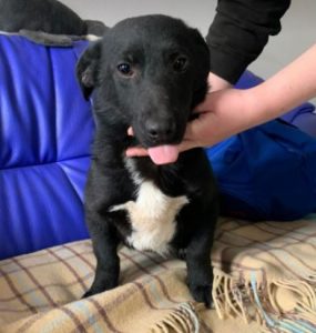 Louie a black and white Romanian rescue dog | 1 Dog at a Time Rescue UK