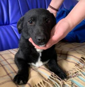 Louie a black and white Romanian rescue dog | 1 Dog at a Time Rescue UK