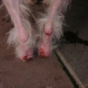 Lucky a white Romanian rescue dog | 1 Dog at a Time Rescue UK