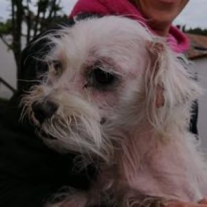 Lucky a white Romanian rescue dog | 1 Dog at a Time Rescue UK