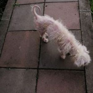 Lucky a white Romanian rescue dog | 1 Dog at a Time Rescue UK