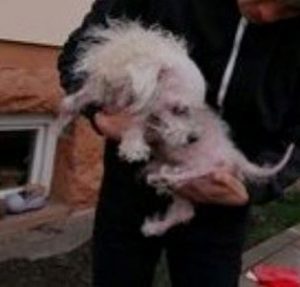 Lucky a white Romanian rescue dog | 1 Dog at a Time Rescue UK