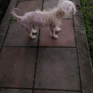 Lucky a white Romanian rescue dog | 1 Dog at a Time Rescue UK