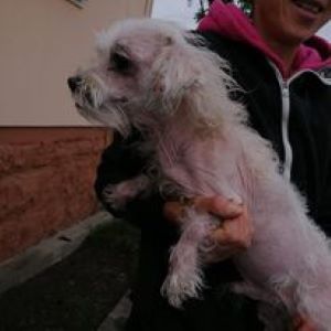 Lucky a white Romanian rescue dog | 1 Dog at a Time Rescue UK