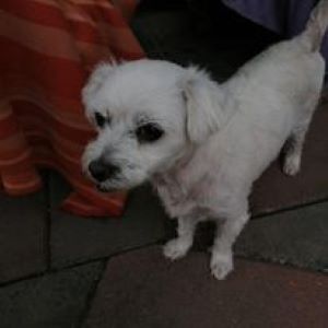 Lucky a white Romanian rescue dog | 1 Dog at a Time Rescue UK