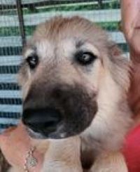 Luna a faun Romanian rescue puppy | 1 Dog at a Time Rescue UK