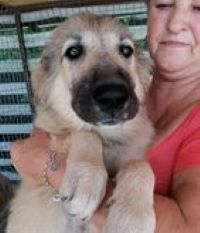 Luna a faun Romanian rescue puppy | 1 Dog at a Time Rescue UK