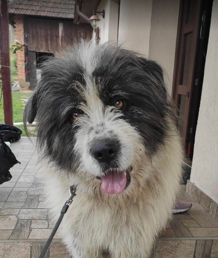 Max a grey and white romanian rescue dog | 1 Dog at a Time Rescue UK