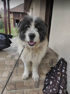 Max a grey and white romanian rescue dog | 1 Dog at a Time Rescue UK