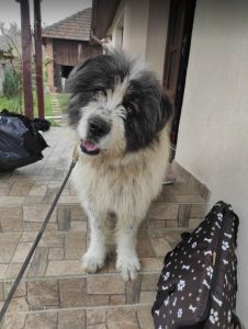 Max a grey and white romanian rescue dog | 1 Dog at a Time Rescue UK