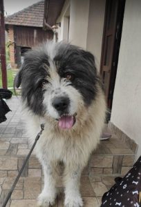 Max a grey and white romanian rescue dog | 1 Dog at a Time Rescue UK