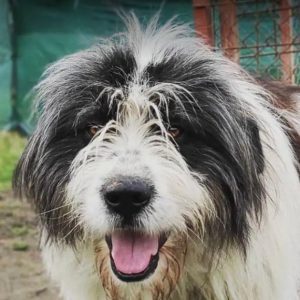 Max a grey and white romanian rescue dog | 1 dog at a time rescue uk