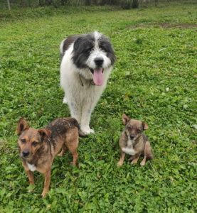 Max a grey and white romanian rescue dog | 1 dog at a time rescue uk