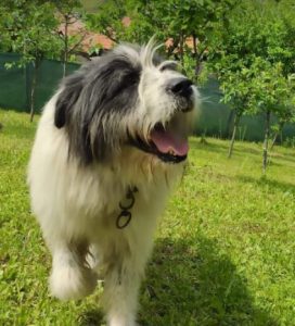 Max a grey and white romanian rescue dog | 1 dog at a time rescue uk