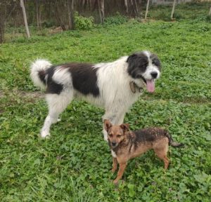 Max a grey and white romanian rescue dog | 1 dog at a time rescue uk