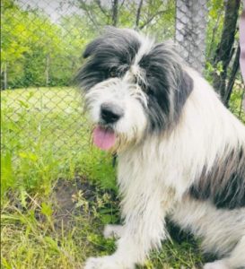 Max a grey and white romanian rescue dog | 1 dog at a time rescue uk