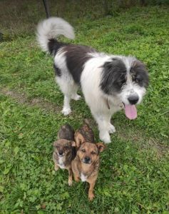 Max a grey and white romanian rescue dog | 1 dog at a time rescue uk