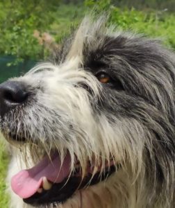 Max a grey and white romanian rescue dog | 1 dog at a time rescue uk