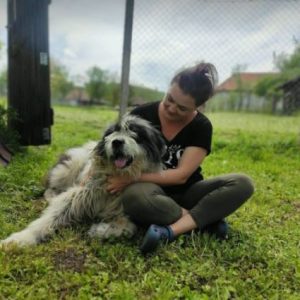 Max a grey and white romanian rescue dog | 1 dog at a time rescue uk