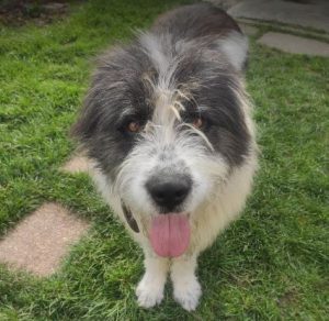 Max a grey and white romanian rescue dog | 1 dog at a time rescue uk