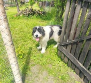 Max a grey and white romanian rescue dog | 1 dog at a time rescue uk