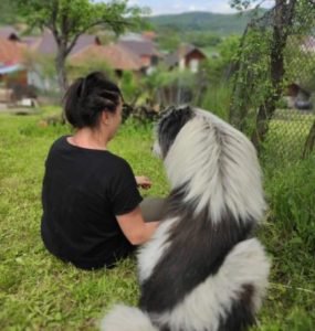 Max a grey and white romanian rescue dog | 1 dog at a time rescue uk