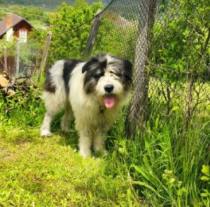 Max a grey and white romanian rescue dog | 1 dog at a time rescue uk