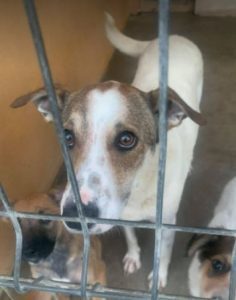 Mia a white and faun Romanian rescue dog | 1 Dog at a Time Rescue UK