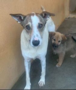 Mia a white and faun Romanian rescue dog | 1 Dog at a Time Rescue UK