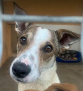 Mia a white and faun Romanian rescue dog | 1 Dog at a Time Rescue UK