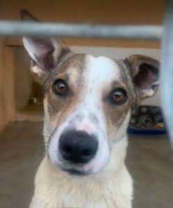 Mia a white and faun Romanian rescue dog | 1 Dog at a Time Rescue UK