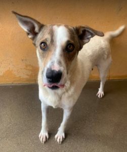 Mia a white and faun Romanian rescue dog | 1 Dog at a Time Rescue UK