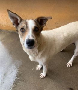 Mia a white and faun Romanian rescue dog | 1 Dog at a Time Rescue UK