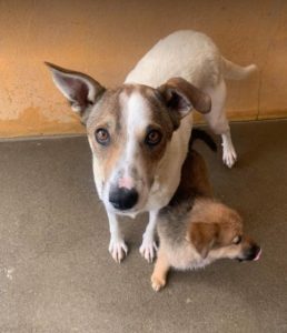 Mia a white and faun Romanian rescue dog | 1 Dog at a Time Rescue UK