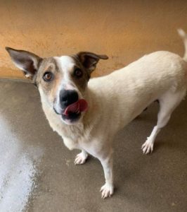 Mia a white and faun Romanian rescue dog | 1 Dog at a Time Rescue UK