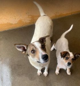 Mia a white and faun Romanian rescue dog | 1 Dog at a Time Rescue UK