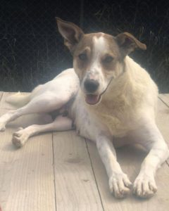 Mia a white and faun Romanian rescue dog | 1 Dog at a Time Rescue UK