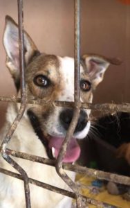 Mia a white and faun Romanian rescue dog | 1 Dog at a Time Rescue UK