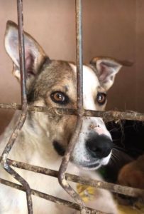 Mia a white and faun Romanian rescue dog | 1 Dog at a Time Rescue UK