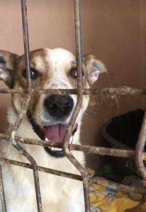 Mia a white and faun Romanian rescue dog | 1 Dog at a Time Rescue UK