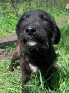 Miro a black Romanian rescue dog | 1 Dog at a Time Rescue UK