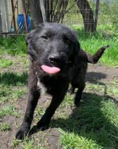 Miro a black Romanian rescue dog | 1 Dog at a Time Rescue UK