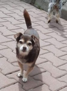 Molly a brown Romanian rescue dog |1 Dog at a Time Rescue UK