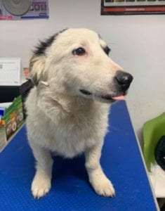 Monte a black and white Romanian rescue dog | 1 Dog at a Time Rescue UK