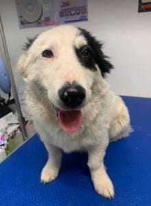 Monte a black and white Romanian rescue dog | 1 Dog at a Time Rescue UK