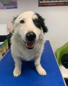 Monte a black and white Romanian rescue dog | 1 Dog at a Time Rescue UK