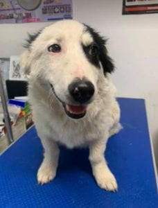 Monte a black and white Romanian rescue dog | 1 Dog at a Time Rescue UK