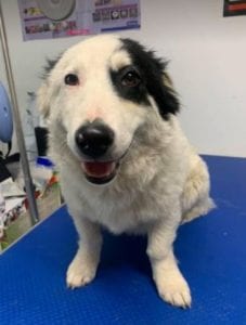 Monte a black and white Romanian rescue dog | 1 Dog at a Time Rescue UK